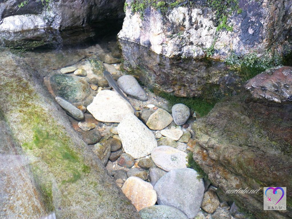 気持ちよさそうにおよぐ魚