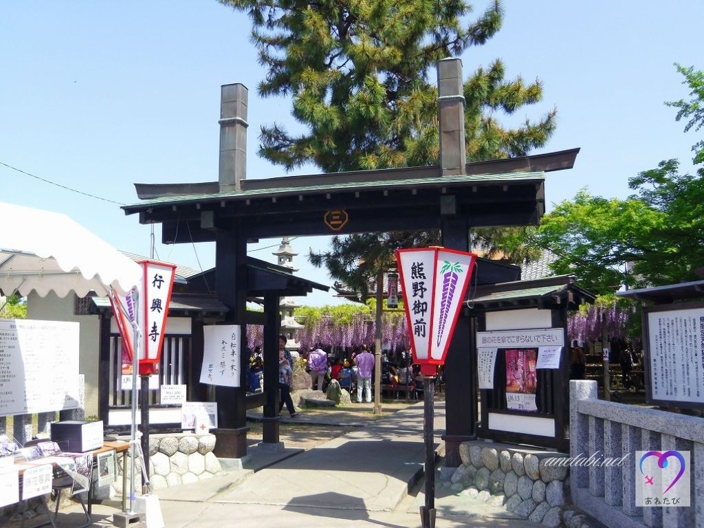 Yuya no Nagafuji Festival Venue（Photographed on April 26, 2016）