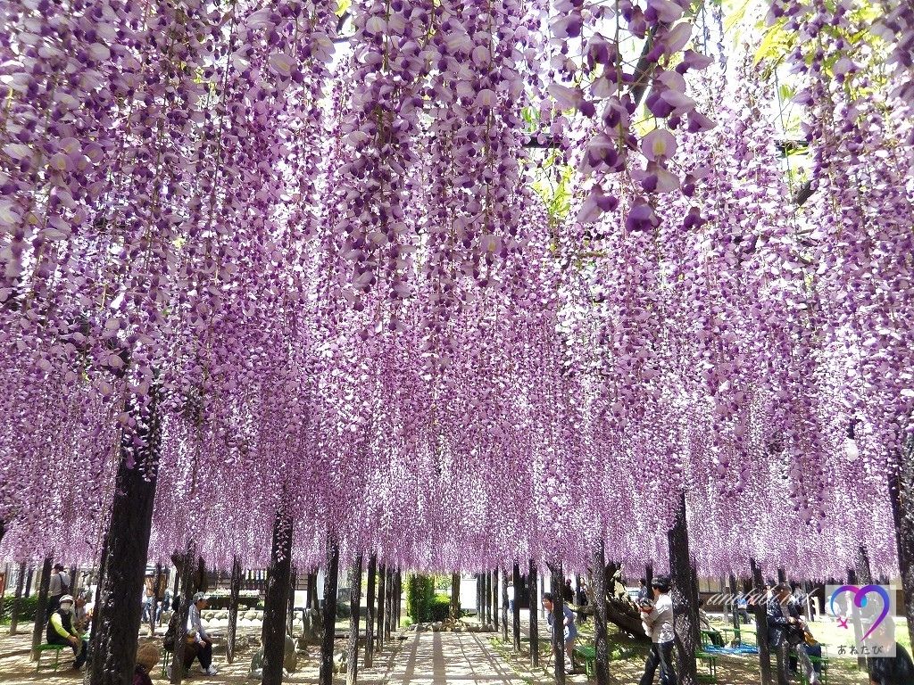 Toyoda Yuya Memorial Park（Photographed on April 26, 2016）