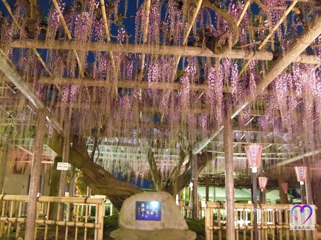 Illuminated Nagafuji in Yuya（Photographed on April 22, 2017）
