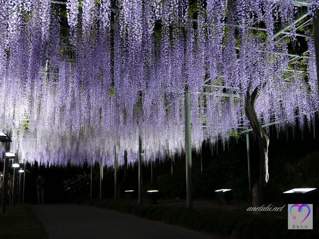 Photo of wisteria flowers at the flower park, nighttime, long wisteria trellis（Photographed on April 23, 2021）