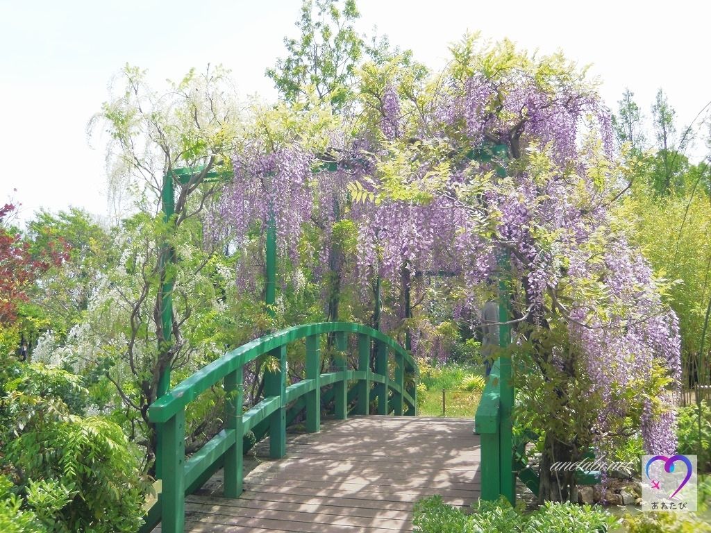 Wisteria flowers at Lake Hamana Garden Park（Photographed on April 28, 2019）
