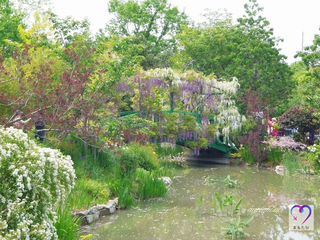 Wisteria flowers at Lake Hamana Garden Park（Photographed on April 28, 2019）
