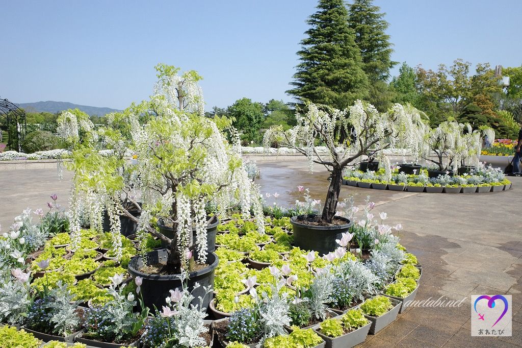 Hamamatsu Flower Park's Welcome Garden （Photographed on April 21, 2021）
