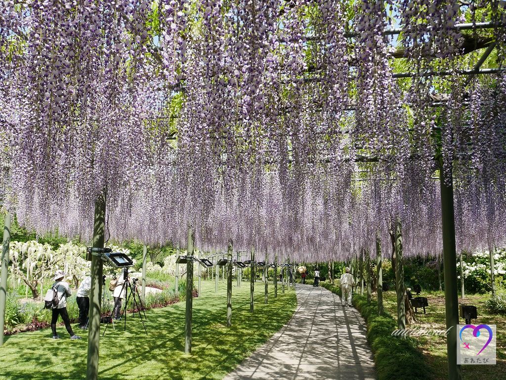 Photo of wisteria flowers at the flower park, daytime, long wisteria trellis（Photographed on April 21, 2021）