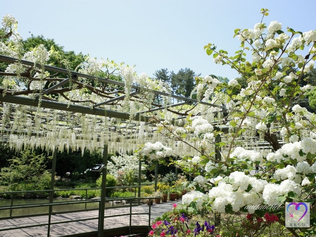 Photos of wisteria flowers in the flower park and around the Japanese garden（Photographed on April 21, 2021）