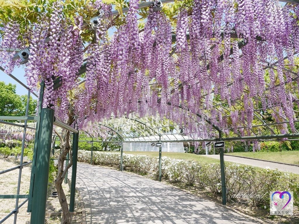 Photo of wisteria flowers at the flower park-Rainbow tunnel（Photographed on April 21, 2021）
