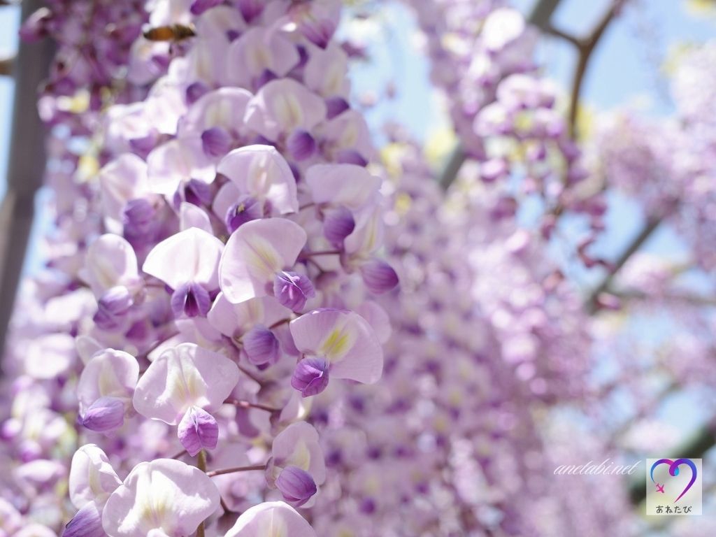 Wisteria flowers at Hamamatsu Flower Park