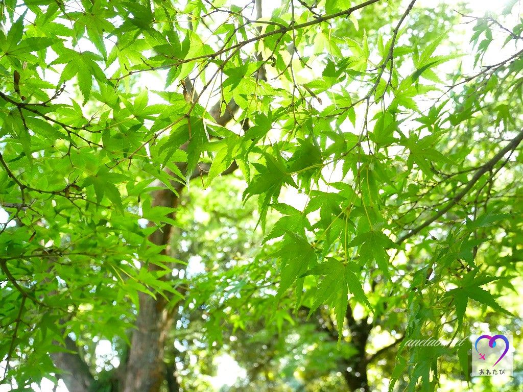 green leaves on the approach to agatai shrine