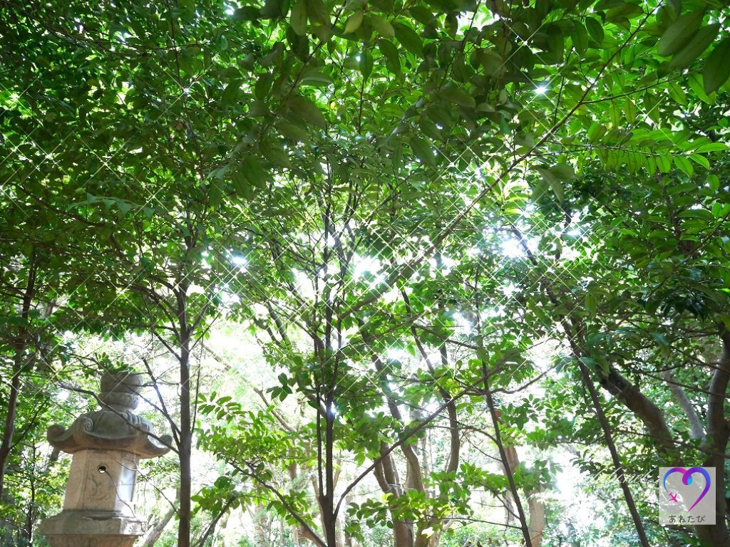 sakaki trees along the approach to agatai shrine