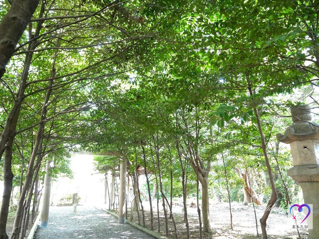 the approach to agatai shrine is lined with sakaki trees